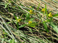 Bidens hyperborea