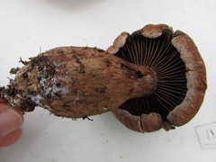 Cortinarius squamulosus