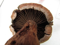 Cortinarius squamulosus