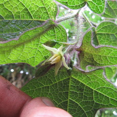 Solanum acerifolium