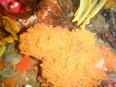 Melithaea rubra