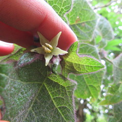 Solanum acerifolium