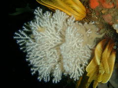 Melithaea rubra