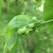 Hackberry Blister Gall Midge - Photo (c) C. Mallory, some rights reserved (CC BY-NC), uploaded by C. Mallory