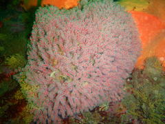 Melithaea rubra