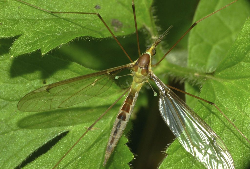 Chlorotipula