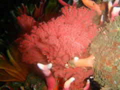Melithaea rubra