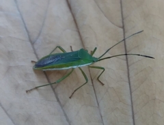 Homoeocerus graminis