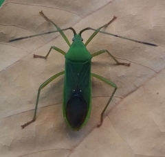 Homoeocerus graminis