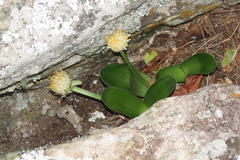 Haemanthus albiflos