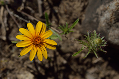 Chaetanthera multicaulis