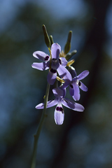 Conanthera trimaculata