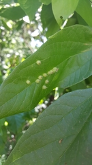 Celticecis celtiphyllia