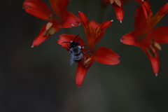 Alloscirtetica