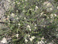 Diosma fallax