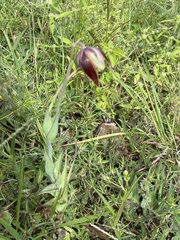 Calochortus barbatus