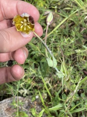 Calochortus barbatus