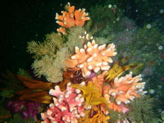 Stylaster nobilis