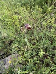 Calochortus barbatus