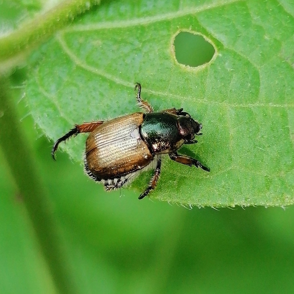 Callirhinus metallescens