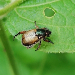 Callirhinus metallescens