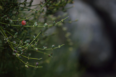 Ephedra gracilis