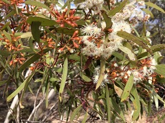 Eucalyptus calycogona