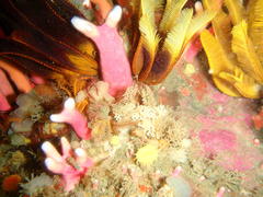 Stylaster nobilis