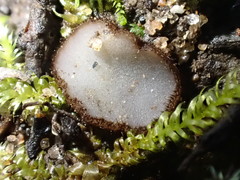 Trichophaea gregaria