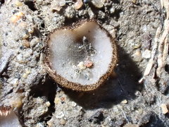 Trichophaea gregaria