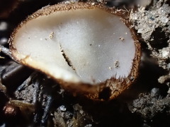 Trichophaea gregaria