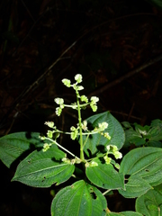 Miconia secundivaricata
