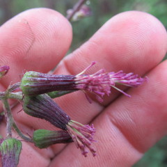Erechtites valerianifolius