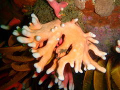 Stylaster nobilis