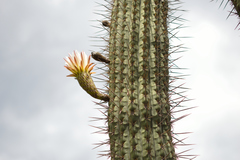 Trichocereus chiloensis chiloensis