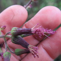 Erechtites valerianifolius
