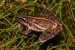 Banded Stream Frog photo 5