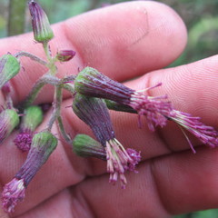 Erechtites valerianifolius