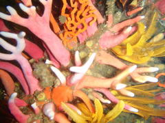 Stylaster nobilis