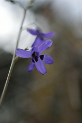 Conanthera trimaculata