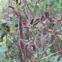 Erechtites valerianifolius