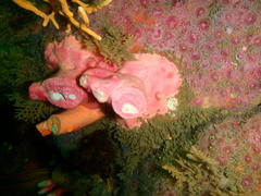 Stylaster nobilis