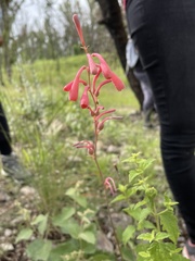 Polianthes zapopanensis