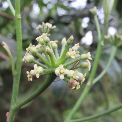 Daphnopsis caracasana