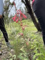 Polianthes zapopanensis