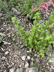 Polianthes zapopanensis