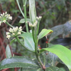 Daphnopsis caracasana