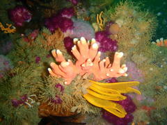 Stylaster nobilis