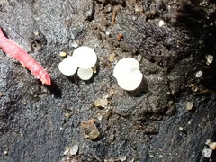 Hymenoscyphus imberbis