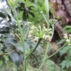 Daphnopsis caracasana